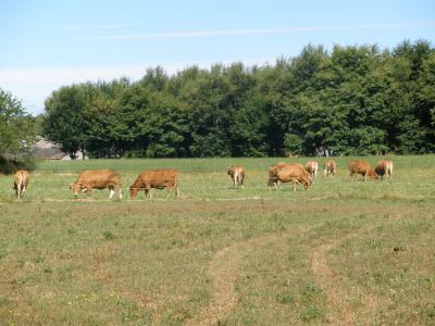 vacas del pais pastando en un prado de Pedrafita.-