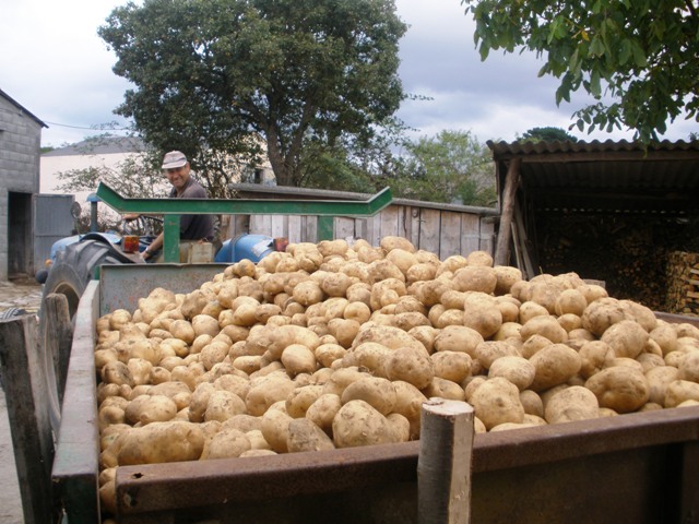 La patata en Galicia, concretamente en O Corgo.-